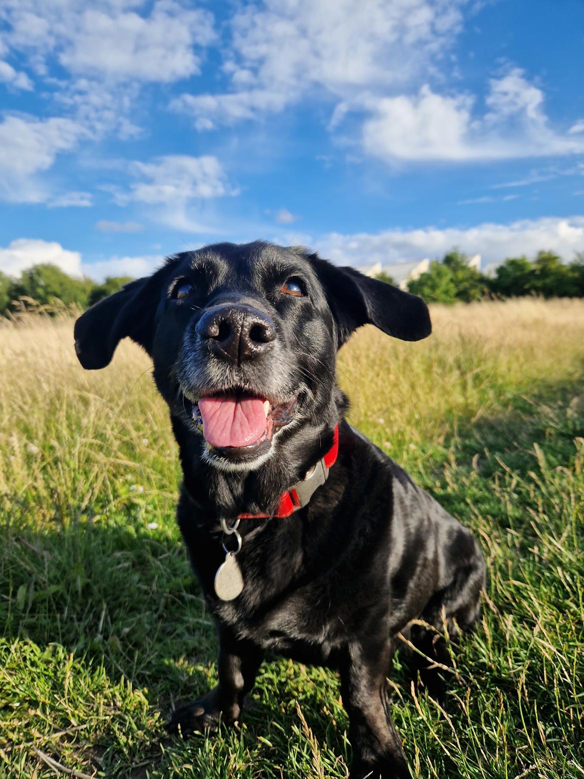 Blanding af racer Freja billede 25