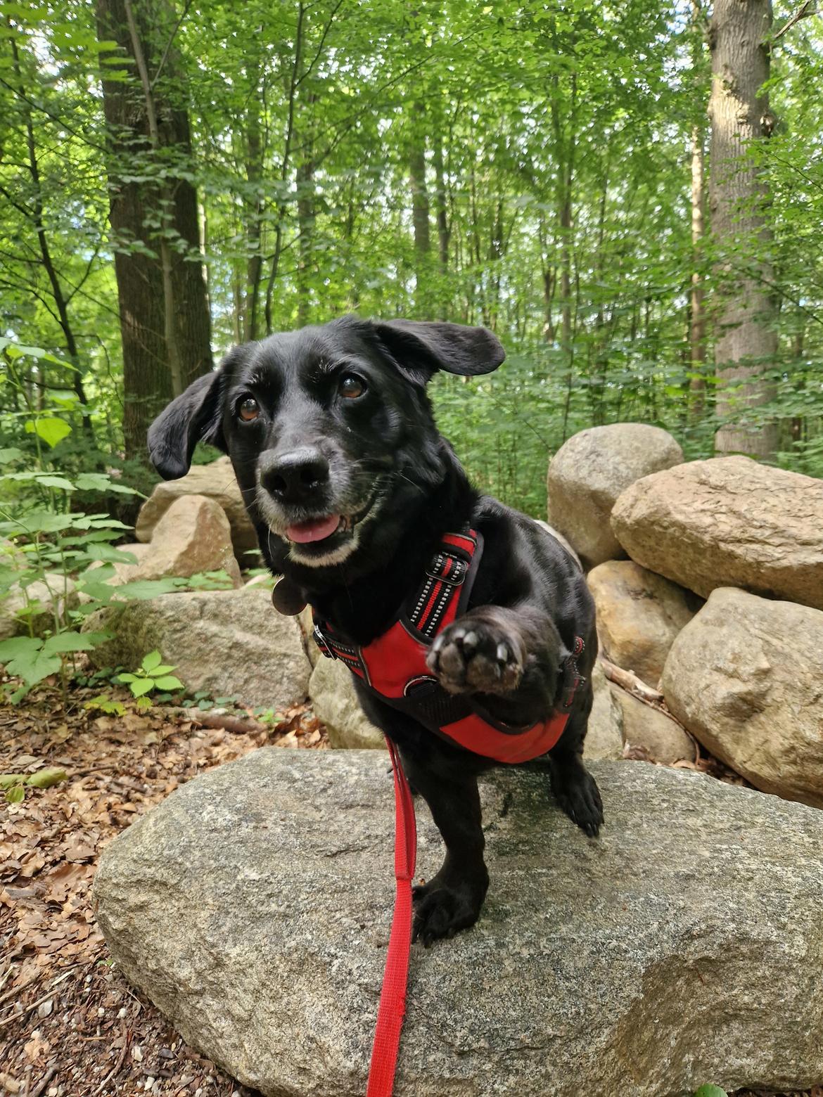 Blanding af racer Freja billede 26