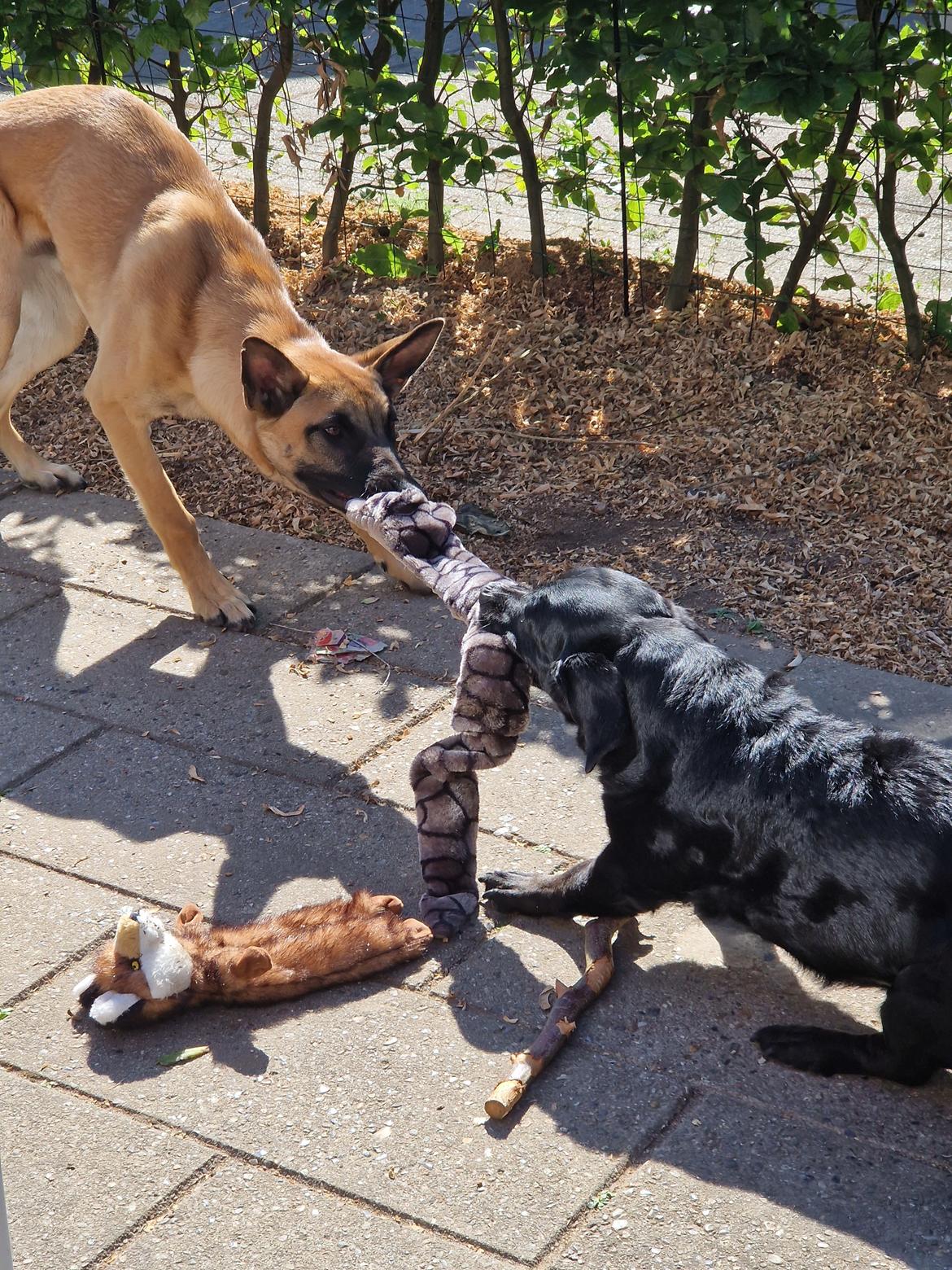 Blanding af racer Freja - Nok er man gammel, men lillbror kan bare komme an! billede 27