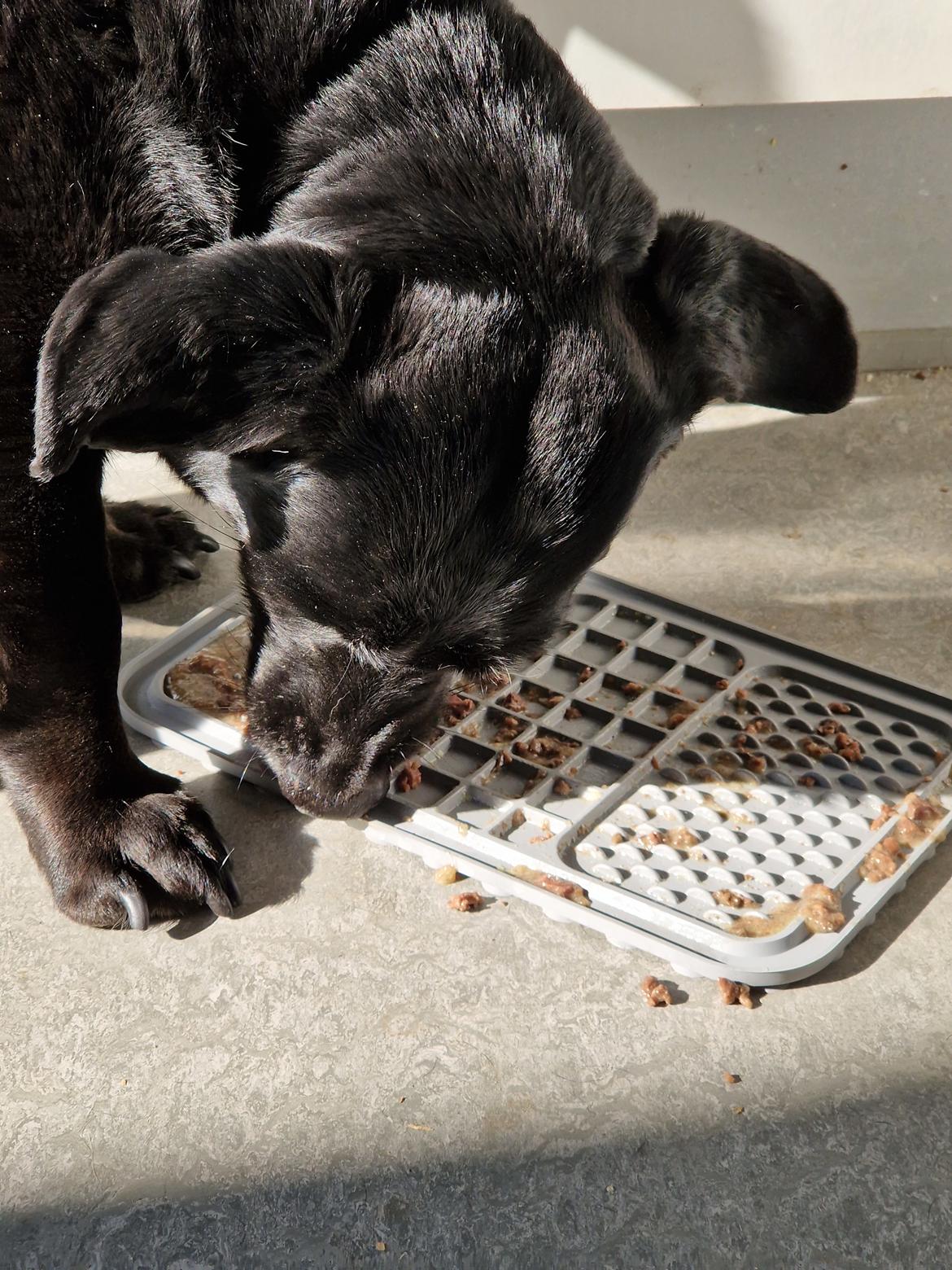 Blanding af racer Freja billede 28