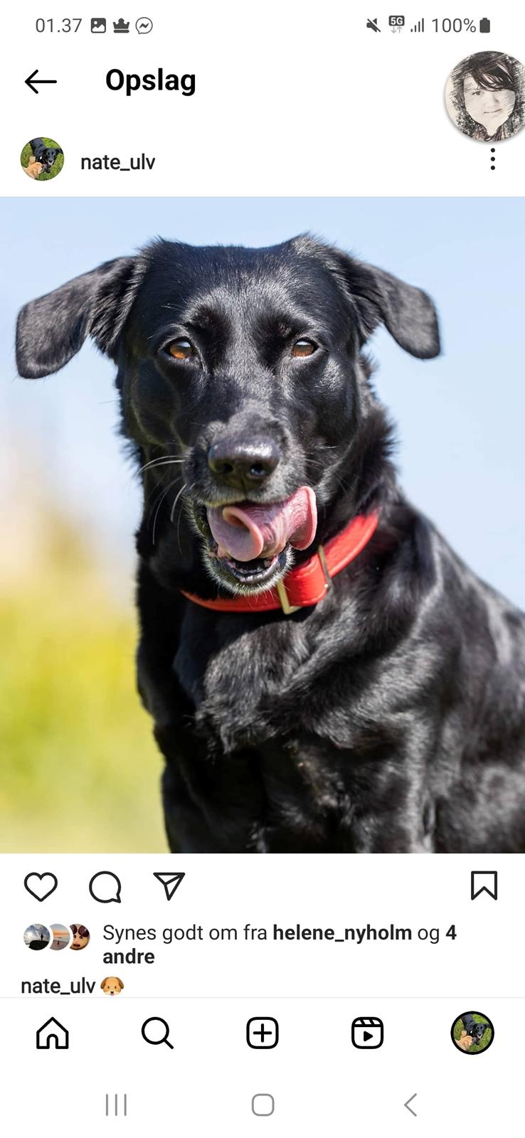 Blanding af racer Freja billede 29