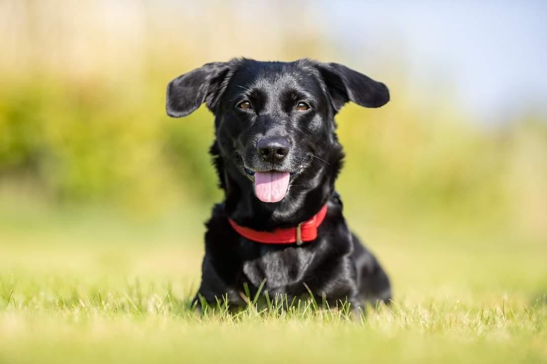 Blanding af racer Freja billede 30