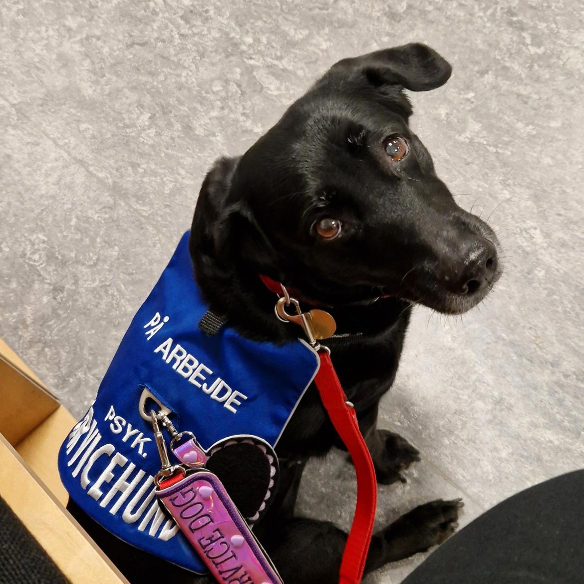 Blanding af racer Freja billede 31