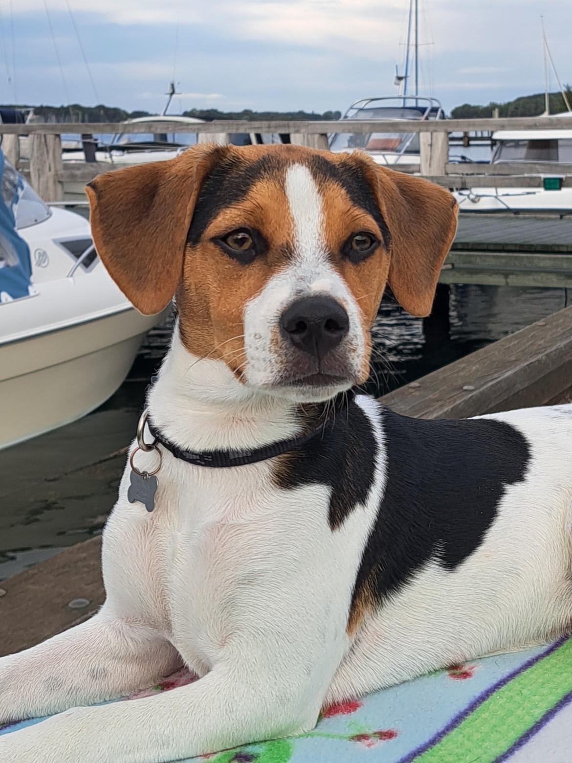 Dansk svensk gaardhund Eddie R.I.P. - 23. august 2023 billede 27