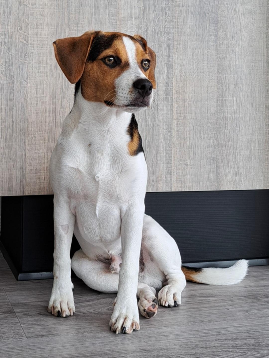 Dansk svensk gaardhund Eddie R.I.P. - 25. august 2023 billede 28