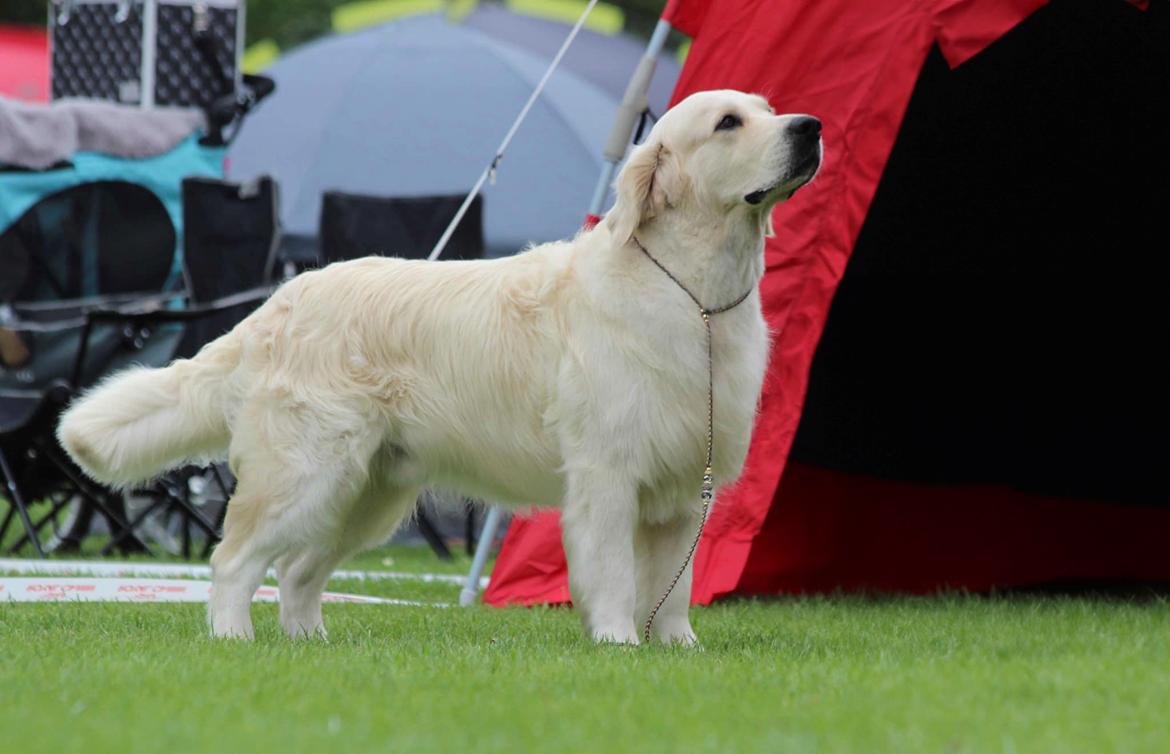Golden retriever DKCH(U) DKJUCH Manhattan V.D. Corner Brook - DKJUCH Manhattan v.d. Corner Brook 4½ år - 18.08.2023 billede 15