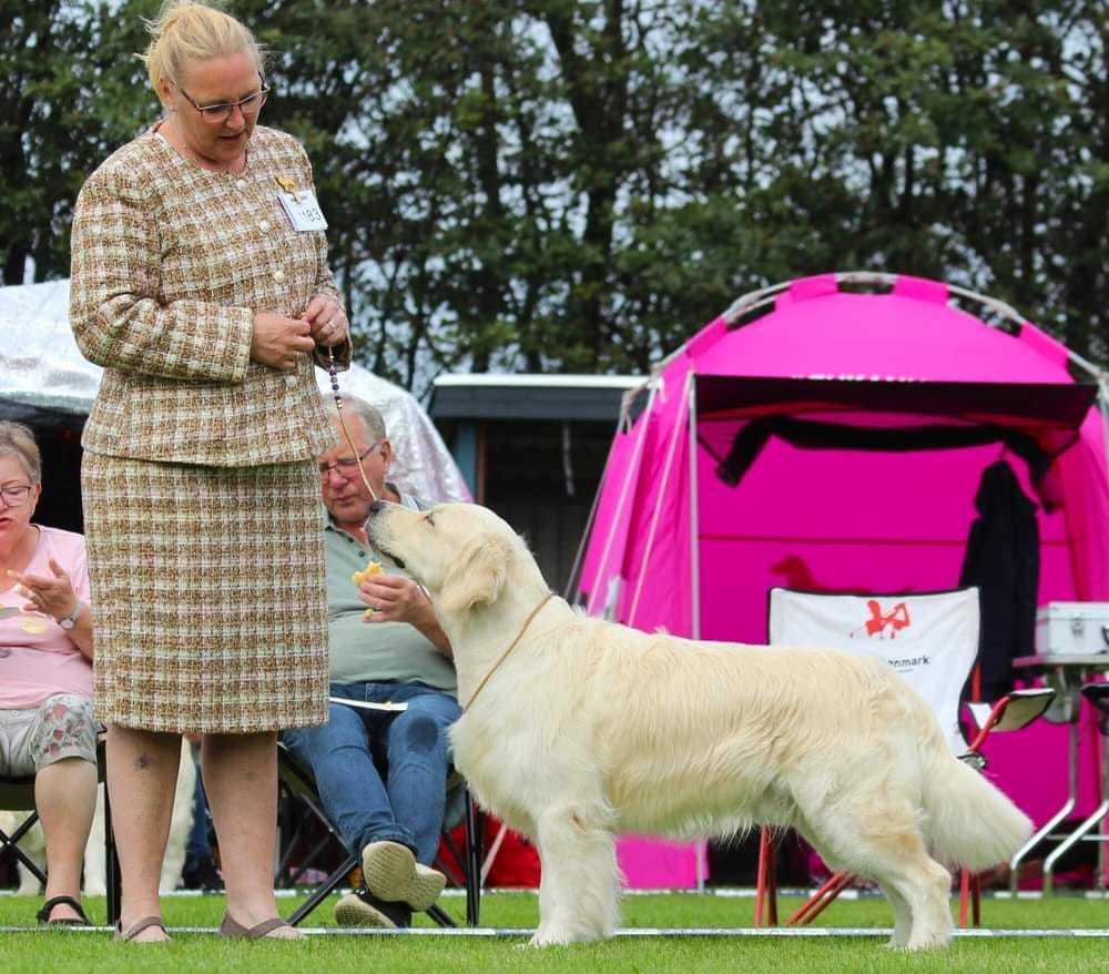 Golden retriever DKJUCH Manhattan V.D. Corner Brook - DKK Nordisk udstilling i Horne 3. September 2023  Åben klasse EX1(10) - CK - BIK3 - R.CAC billede 14