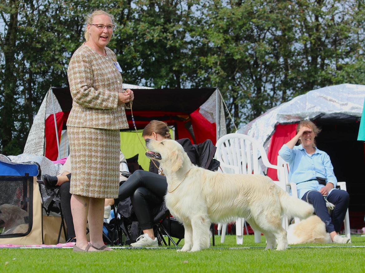 Golden retriever DKJUCH Manhattan V.D. Corner Brook - DKK Nordisk udstilling i Horne 3. September 2023  Åben klasse EX1(10) - CK - BIK3 - R.CAC billede 13