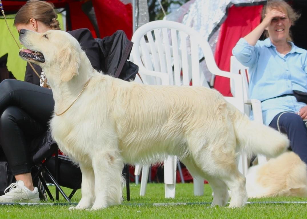Golden retriever DKCH(U) DKJUCH Manhattan V.D. Corner Brook - DKK Nordisk udstilling i Horne 3. September 2023  Åben klasse EX1(10) - CK - BIK3 - R.CAC billede 12