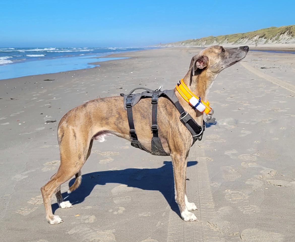 Whippet Falcon (Tanalorn Mr. Quade) billede 44