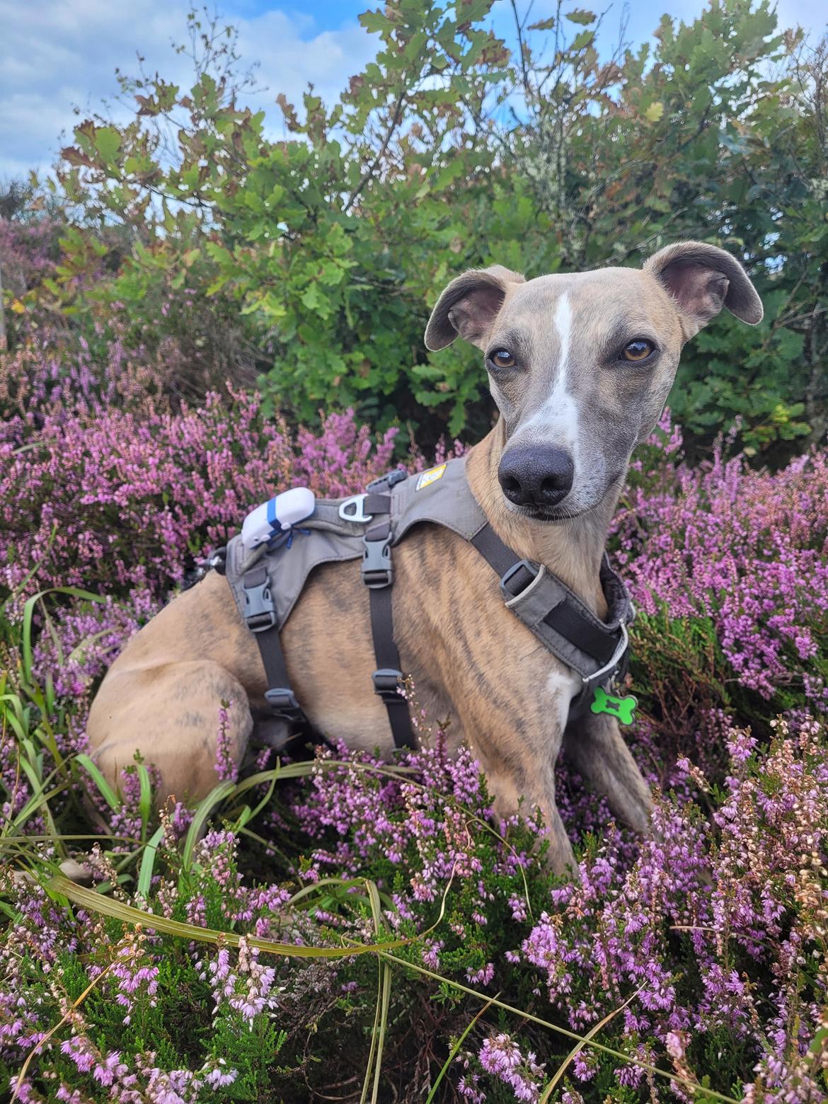 Whippet Falcon (Tanalorn Mr. Quade) billede 45