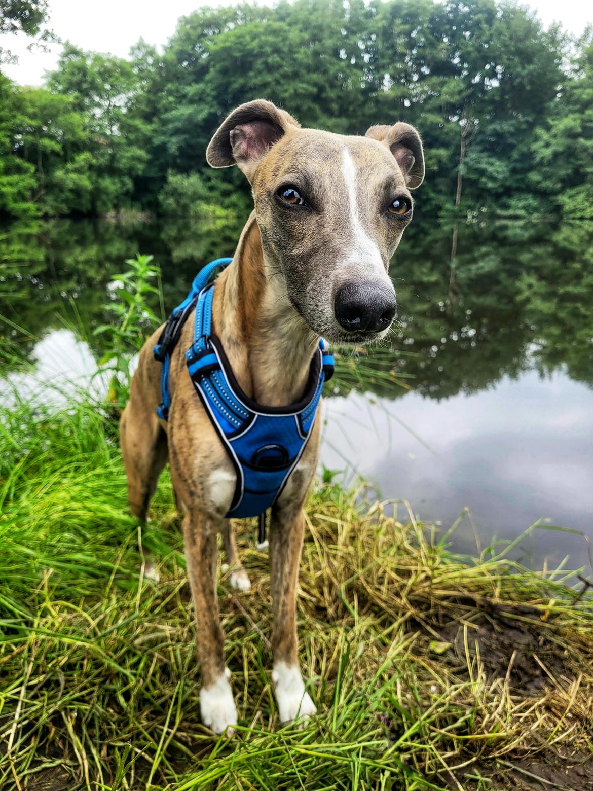 Whippet Falcon (Tanalorn Mr. Quade) billede 46