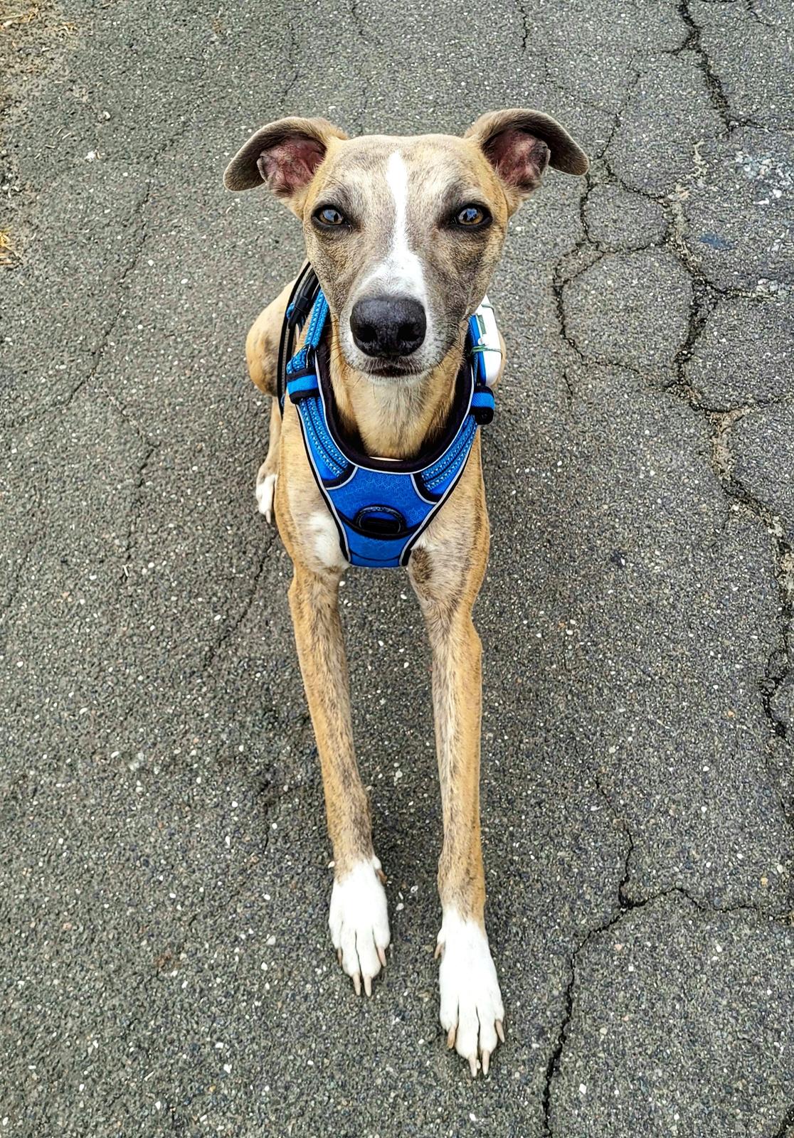 Whippet Falcon (Tanalorn Mr. Quade) billede 47