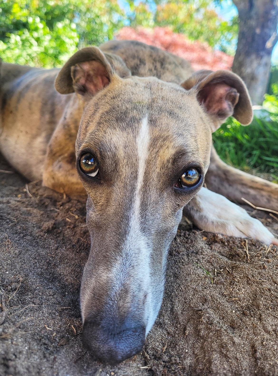 Whippet Falcon (Tanalorn Mr. Quade) billede 48