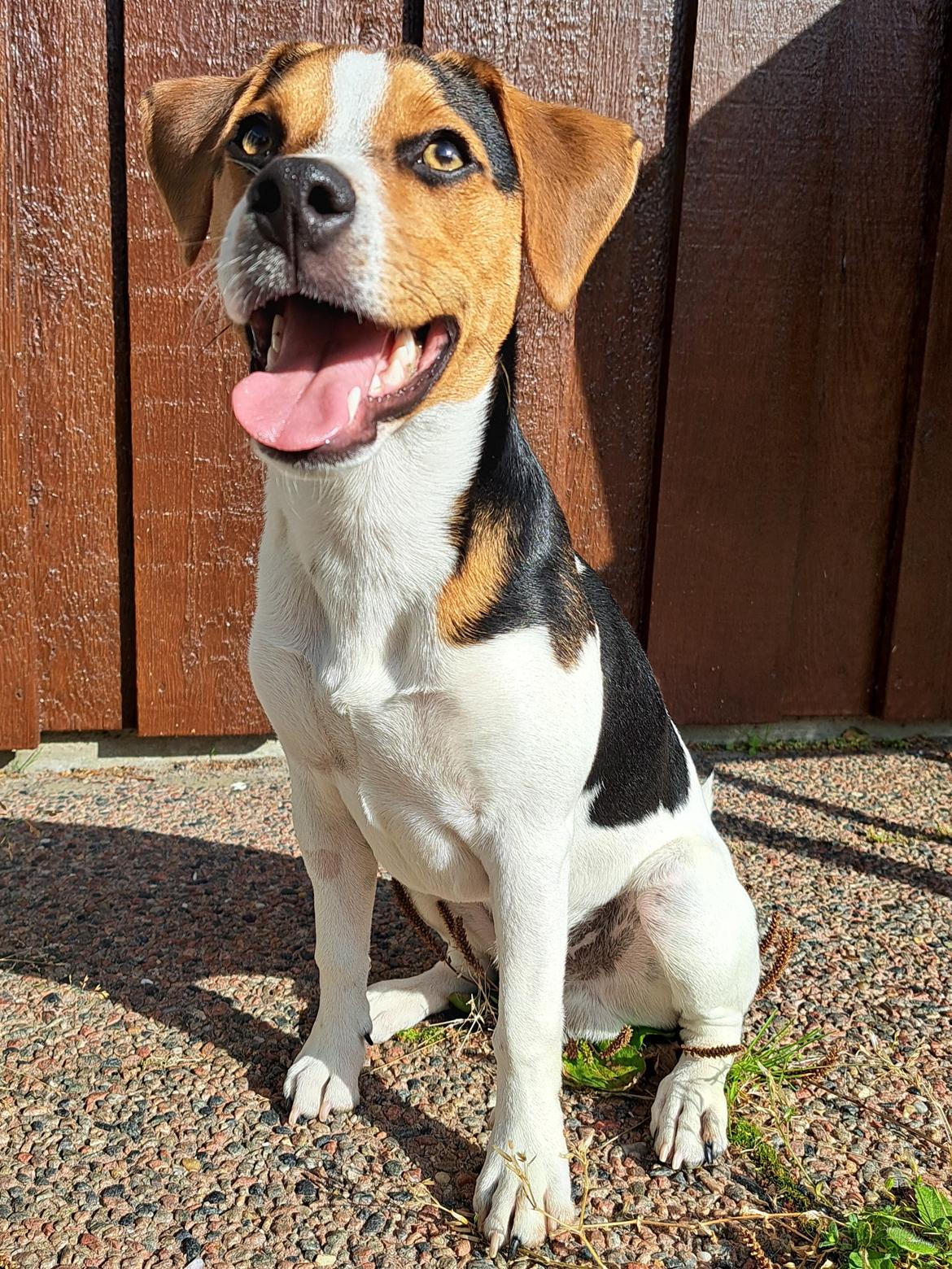 Dansk svensk gaardhund Eddie R.I.P. - 6. september 2023 billede 29