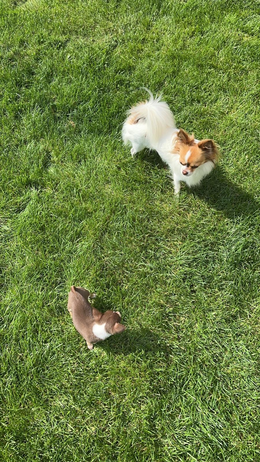 Chihuahua Gizmo - Cody & Gizmo - Mon vi kan blive venner?🩶 billede 6