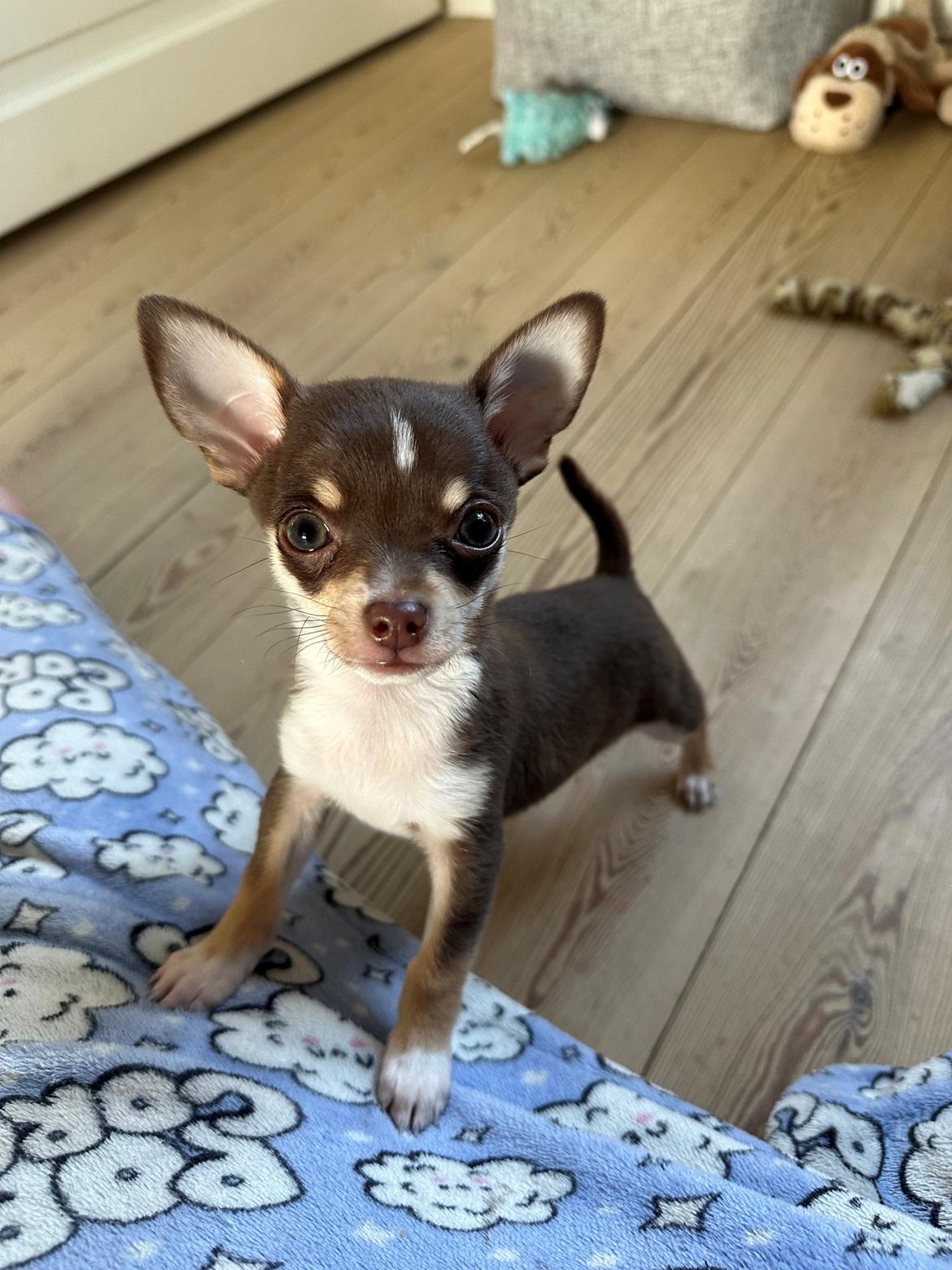 Chihuahua Gizmo - 🩶 billede 10