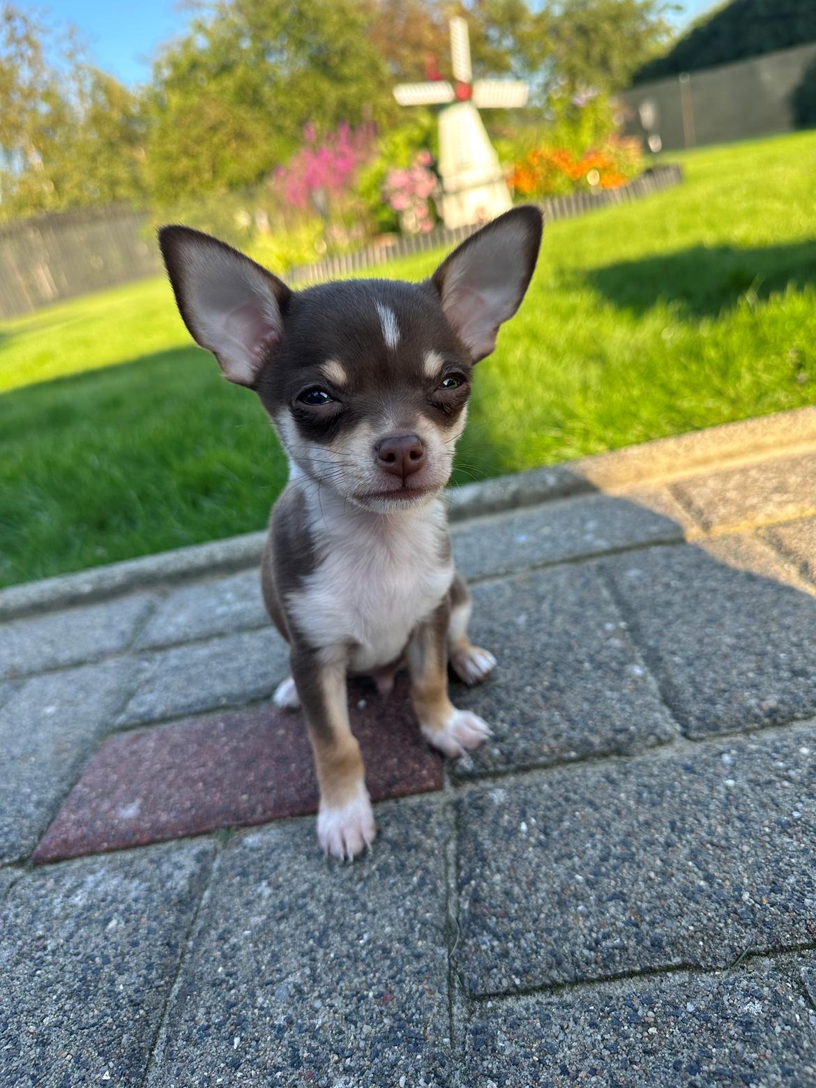 Chihuahua Gizmo - Charmetrold🩶 billede 17