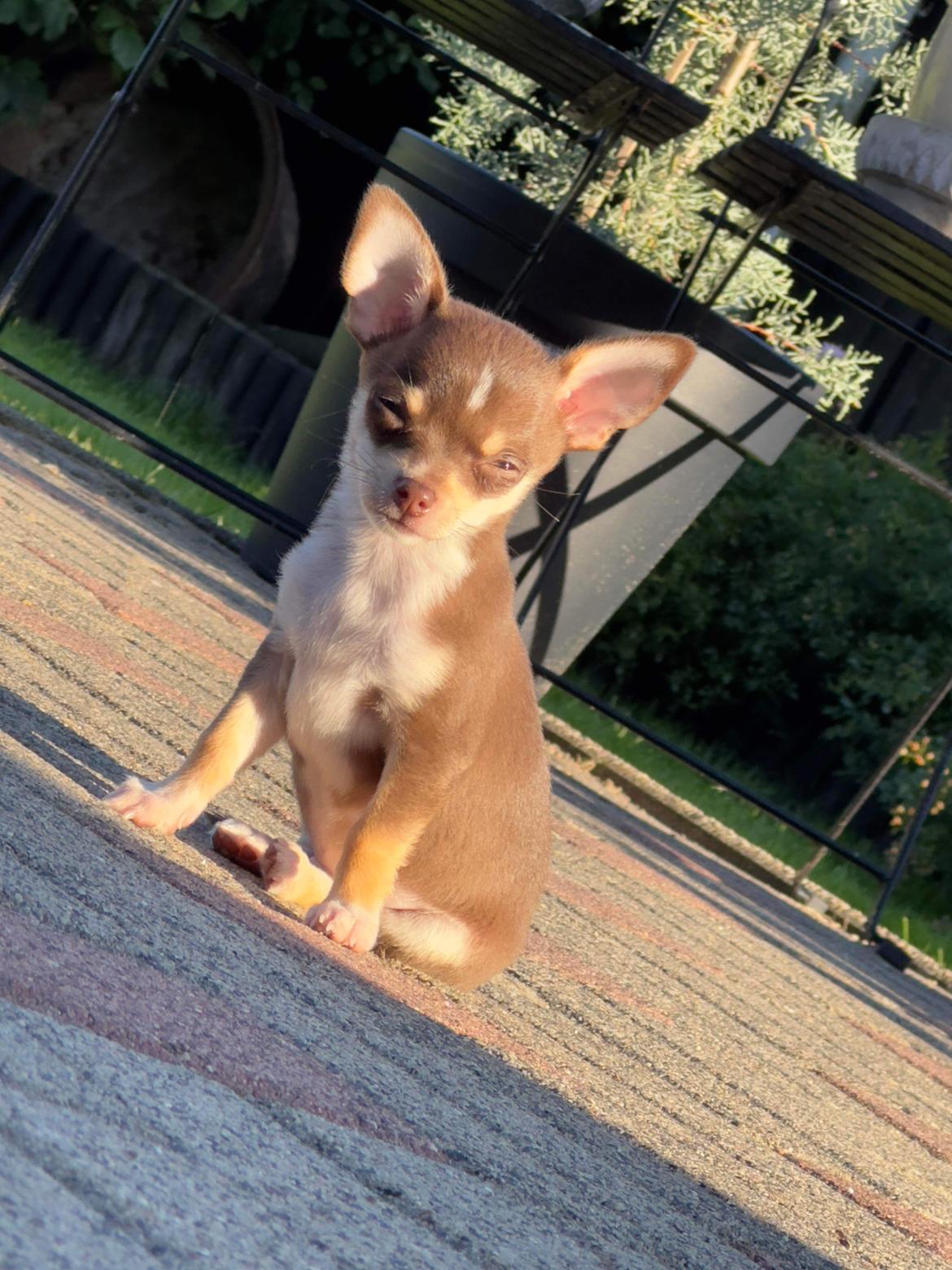 Chihuahua Gizmo - Nyder aften solen🩶 billede 19