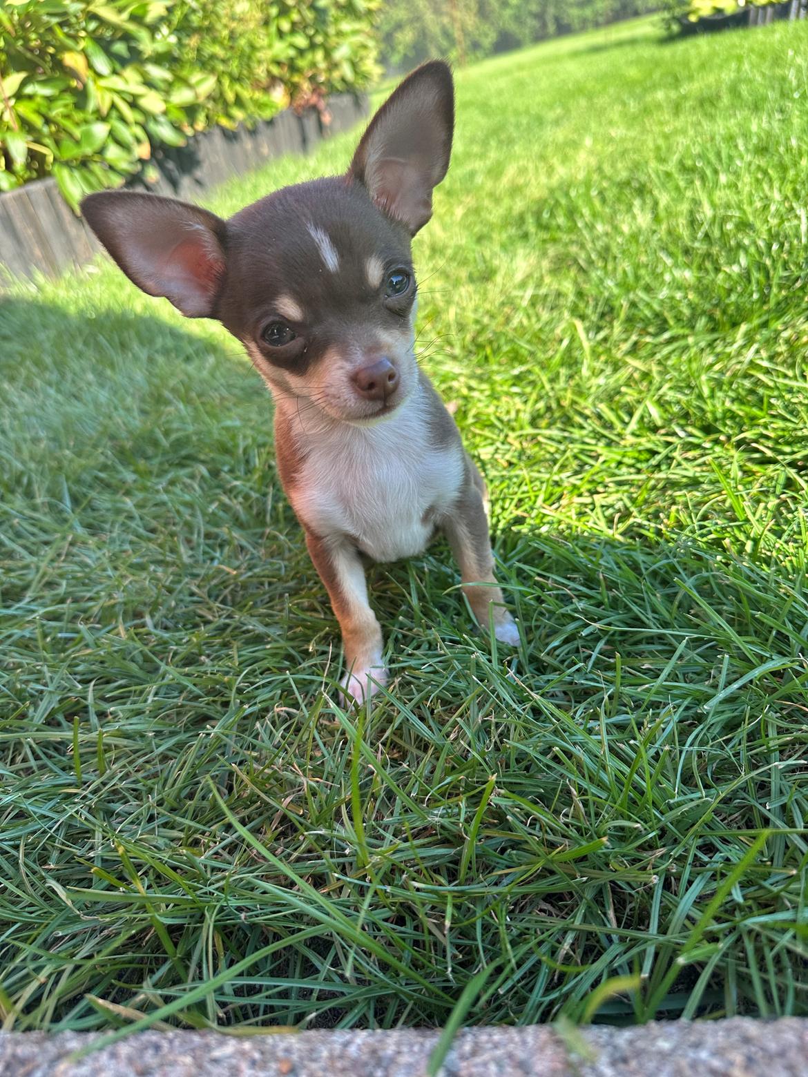 Chihuahua Gizmo - 🩶 billede 20