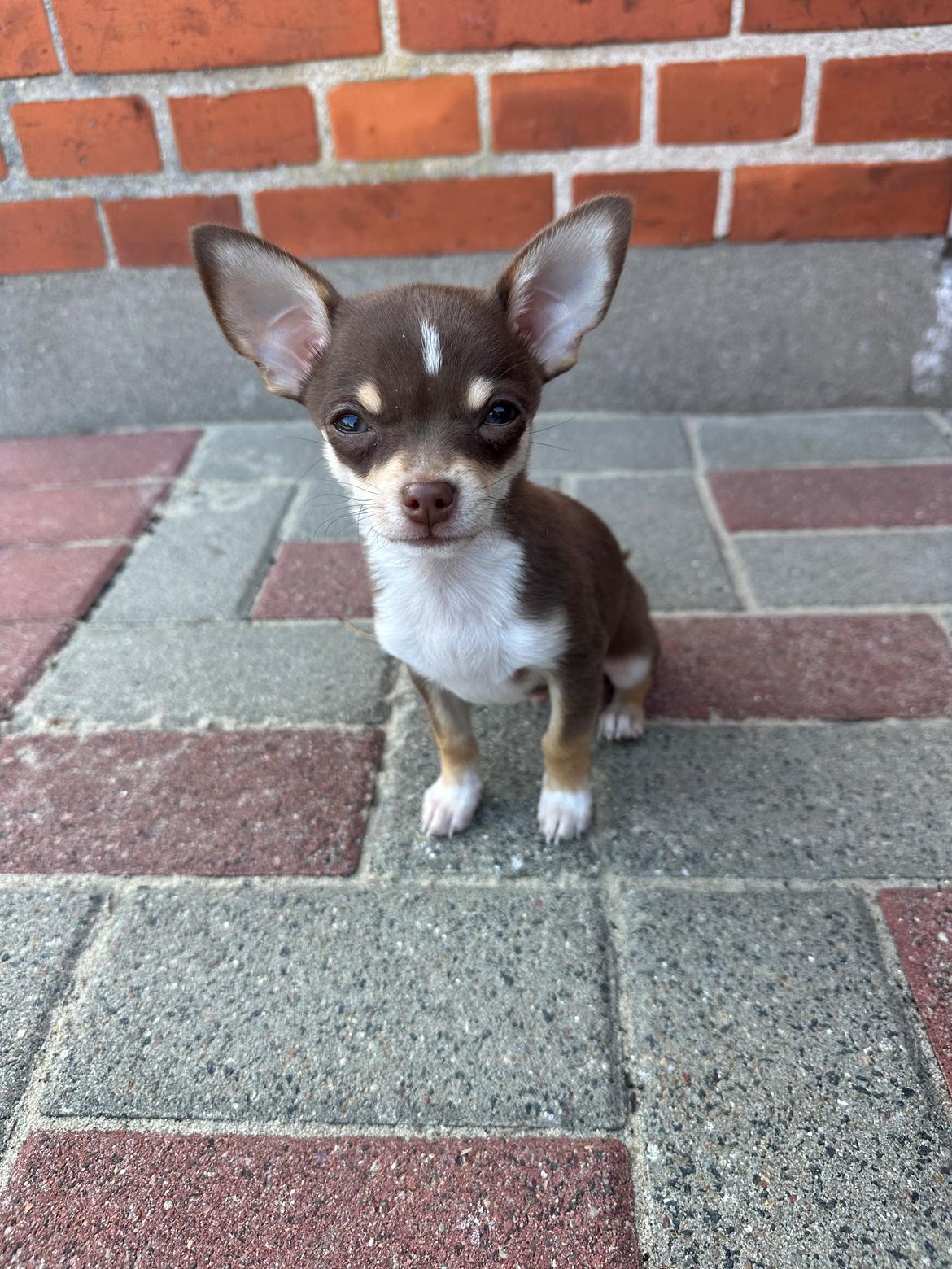 Chihuahua Gizmo - Min lille Gizzer'muuh🩶 billede 26