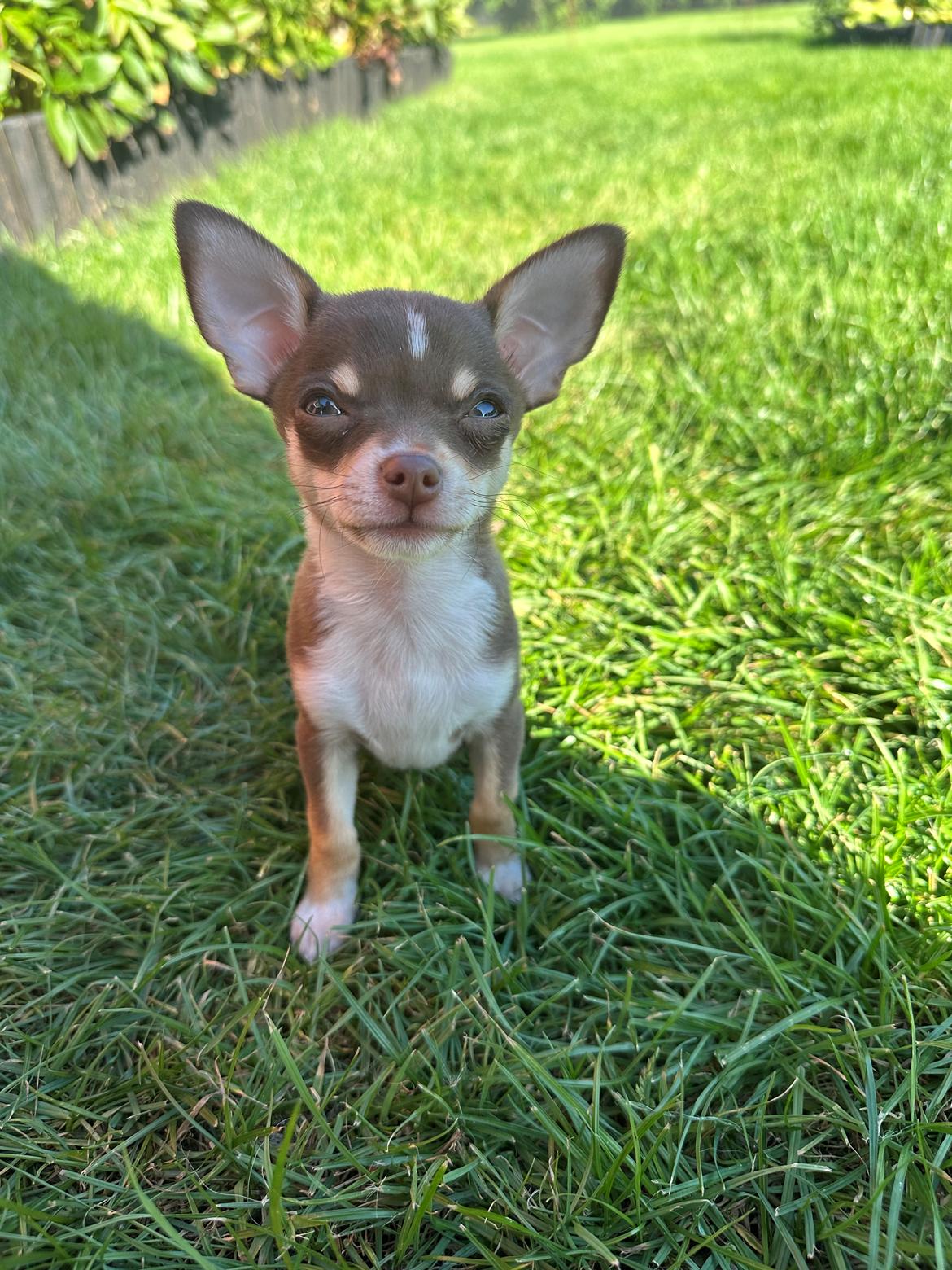 Chihuahua Gizmo - 🩶 billede 28