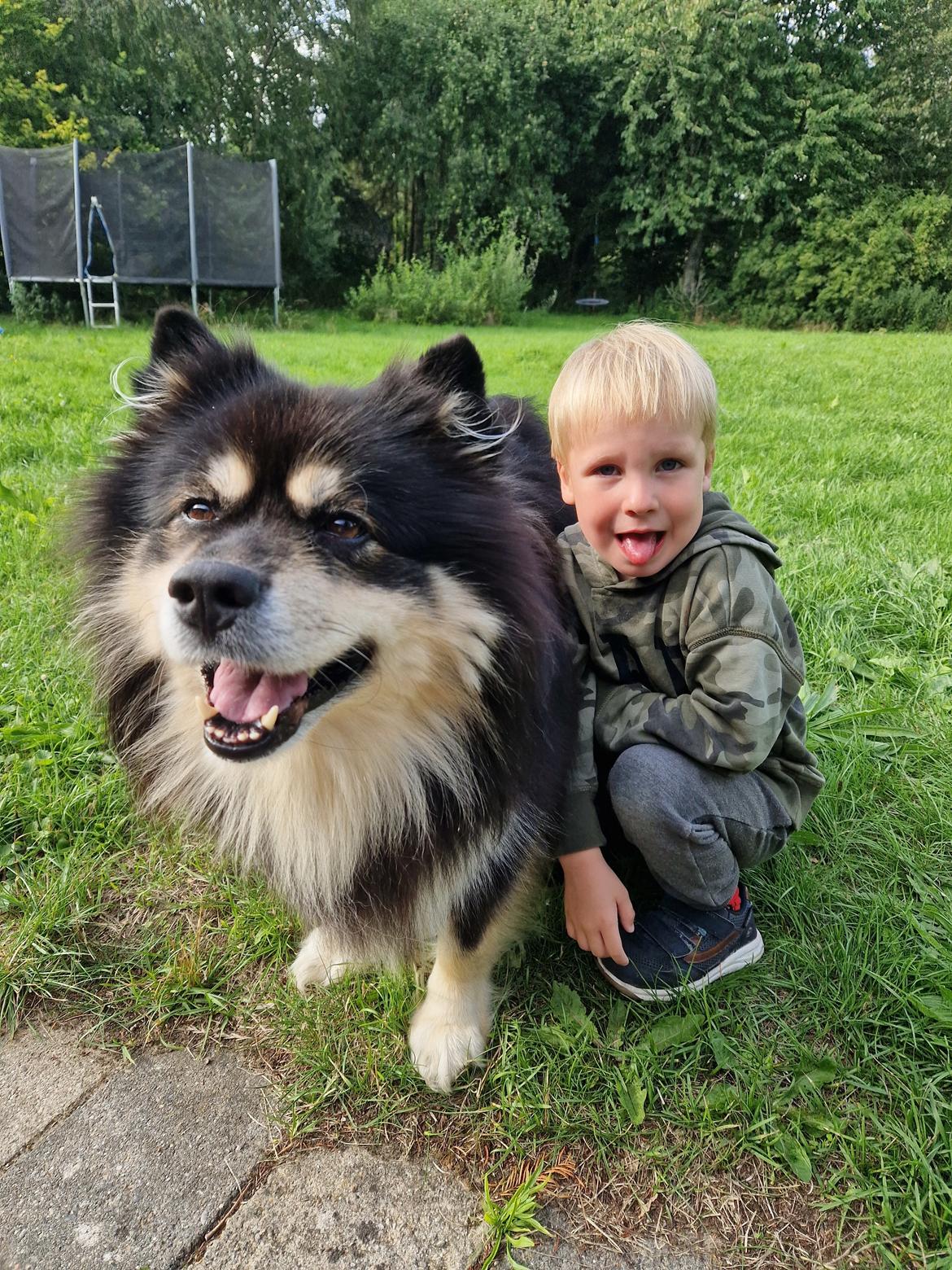 Finsk lapphund Lapinkaunis Groot *Floy* billede 4