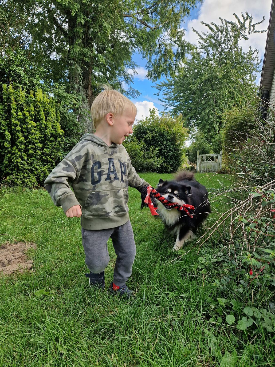 Finsk lapphund Lapinkaunis Groot *Floy* billede 3