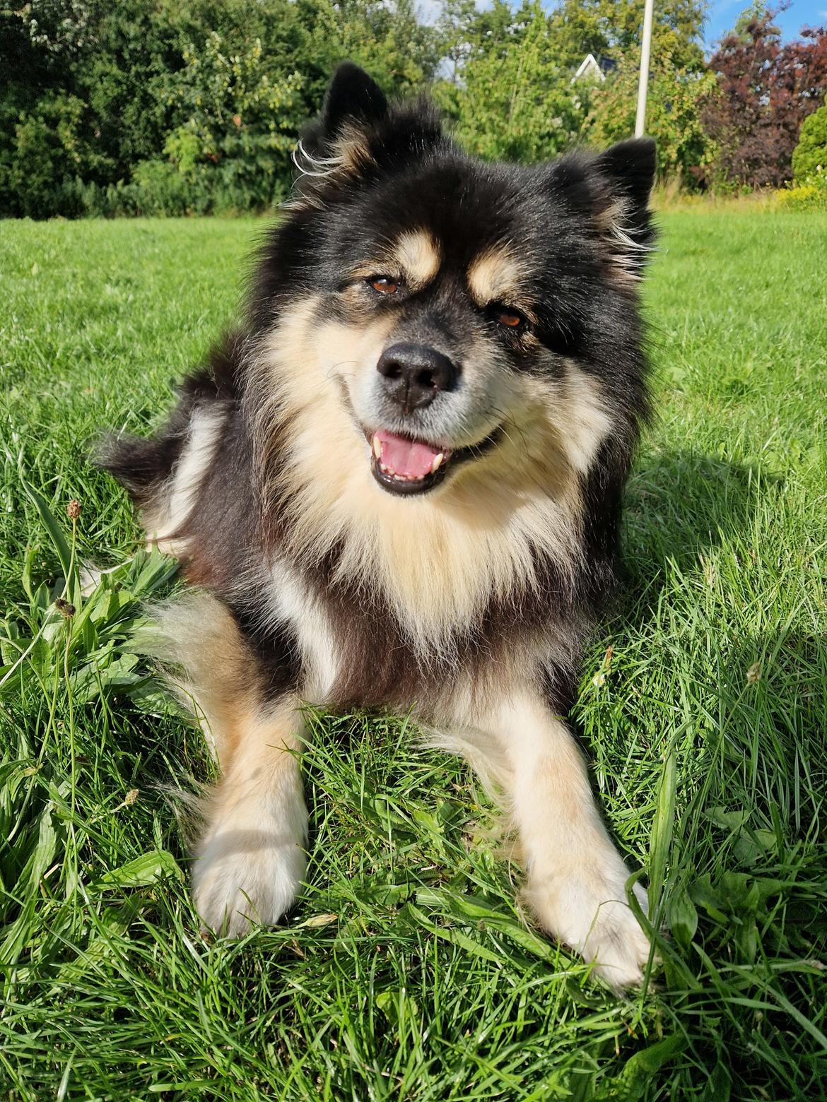 Finsk lapphund Lapinkaunis Groot *Floy* billede 2