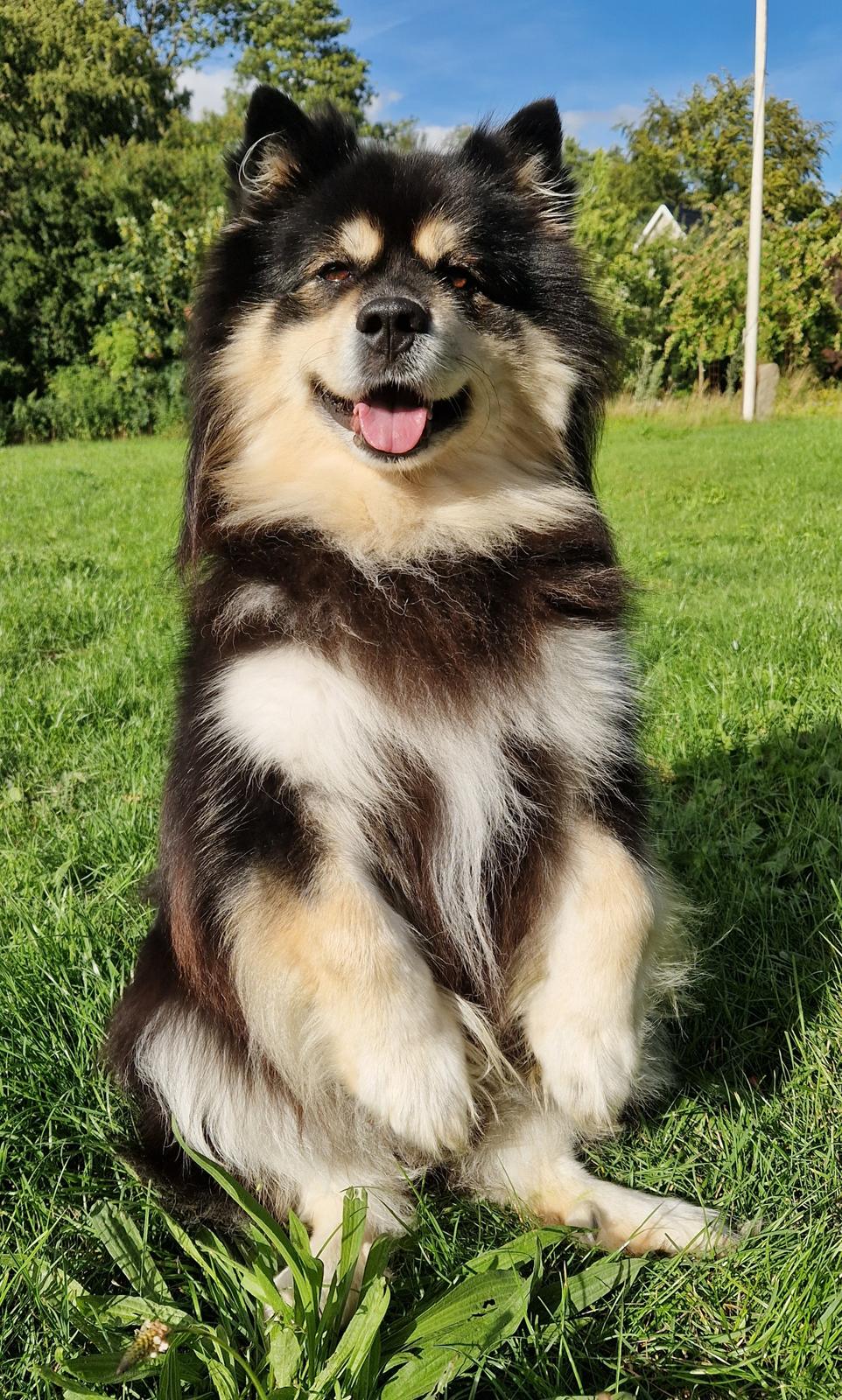 Finsk lapphund Lapinkaunis Groot *Floy* billede 1