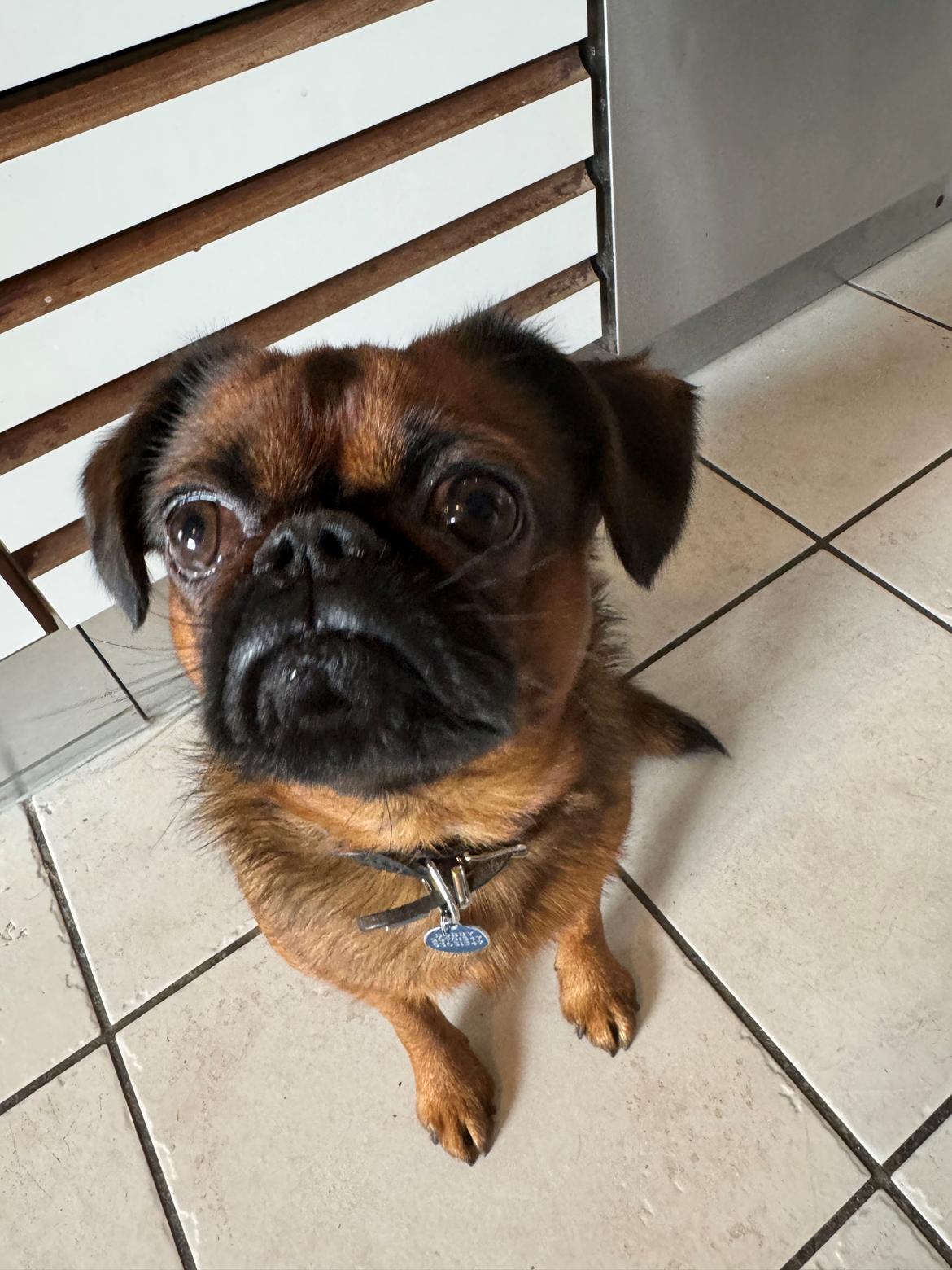 Griffon petit brabancon Dobby billede 1