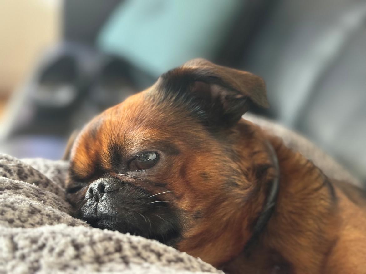 Griffon petit brabancon Dobby billede 3