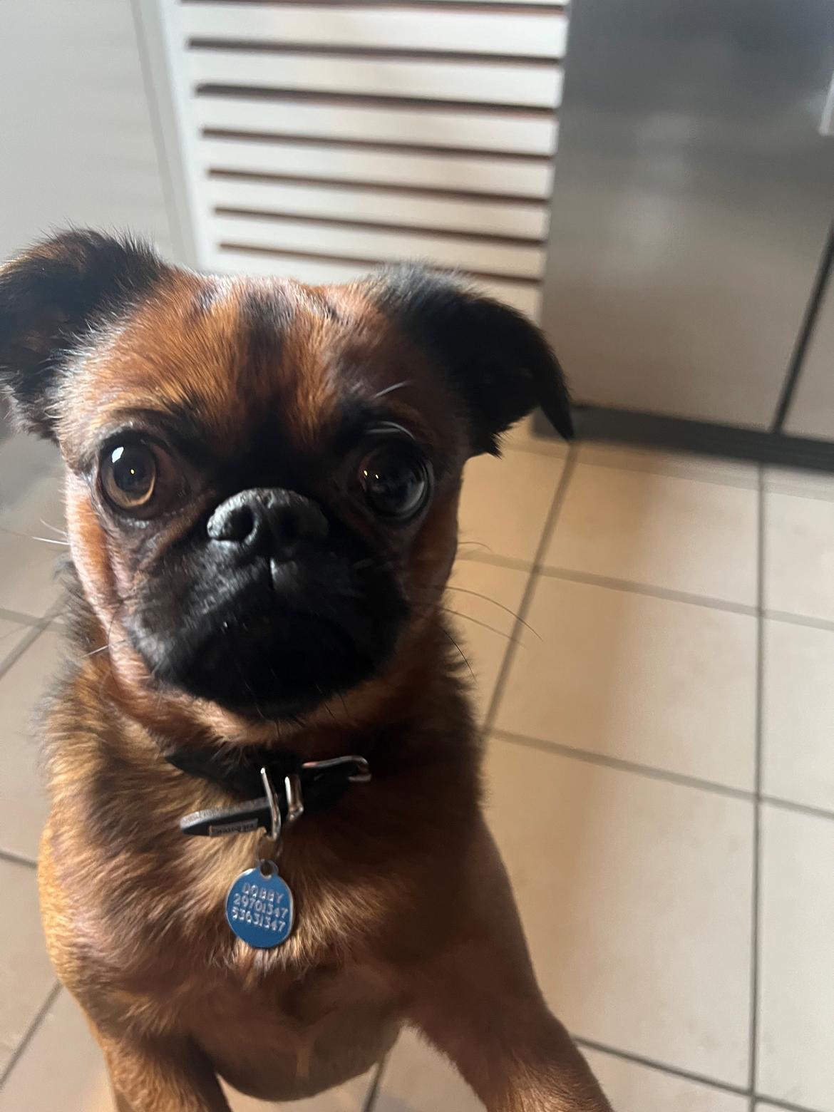 Griffon petit brabancon Dobby billede 4