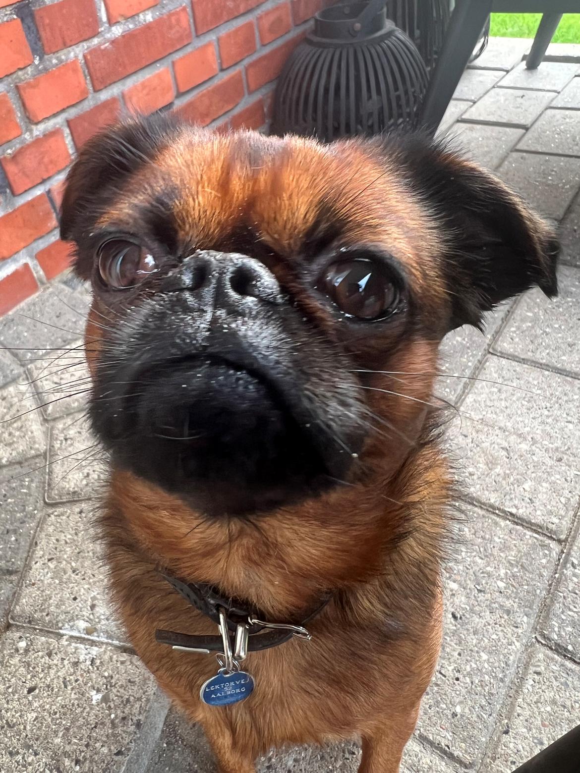 Griffon petit brabancon Dobby billede 5