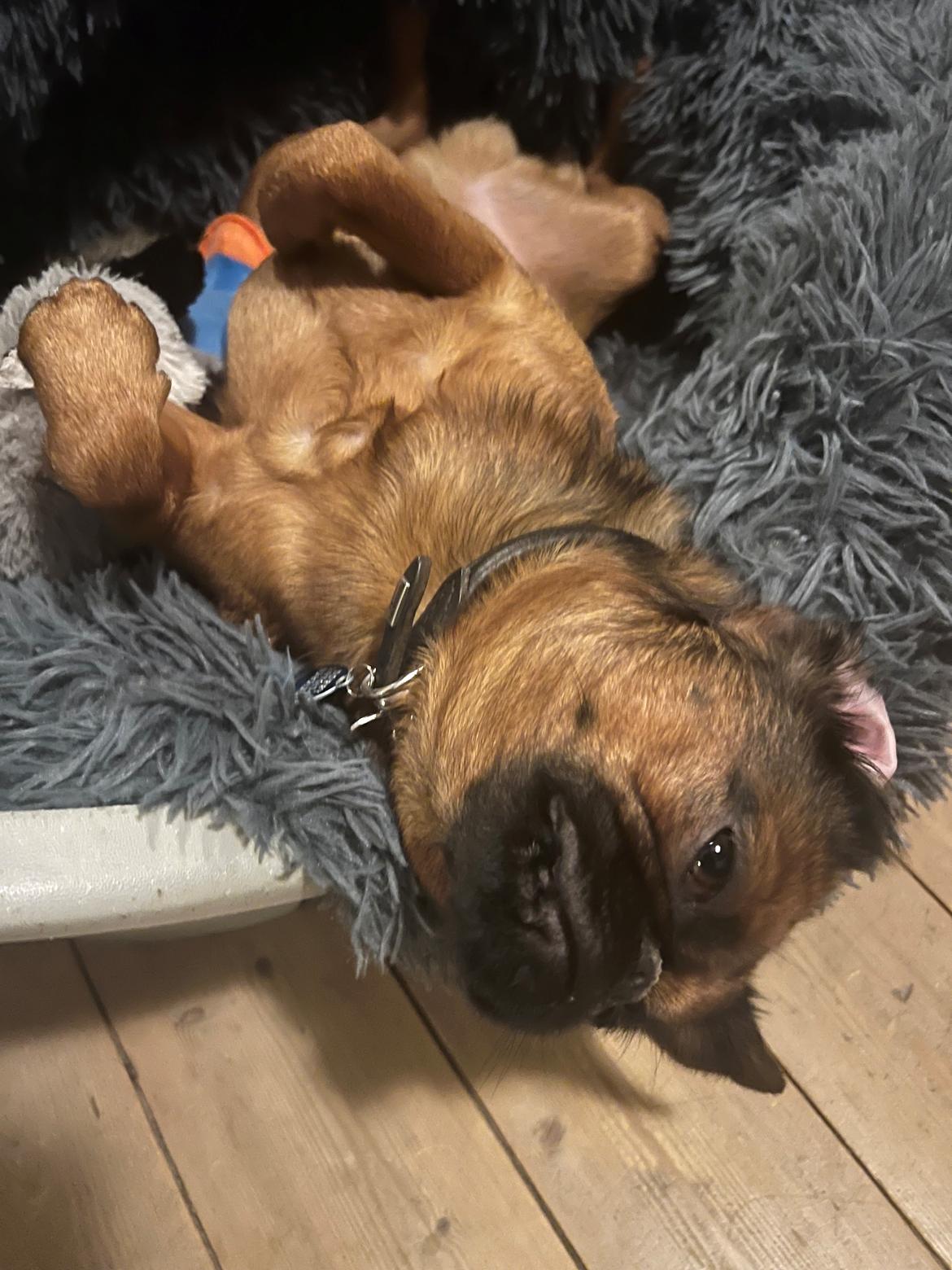 Griffon petit brabancon Dobby billede 6