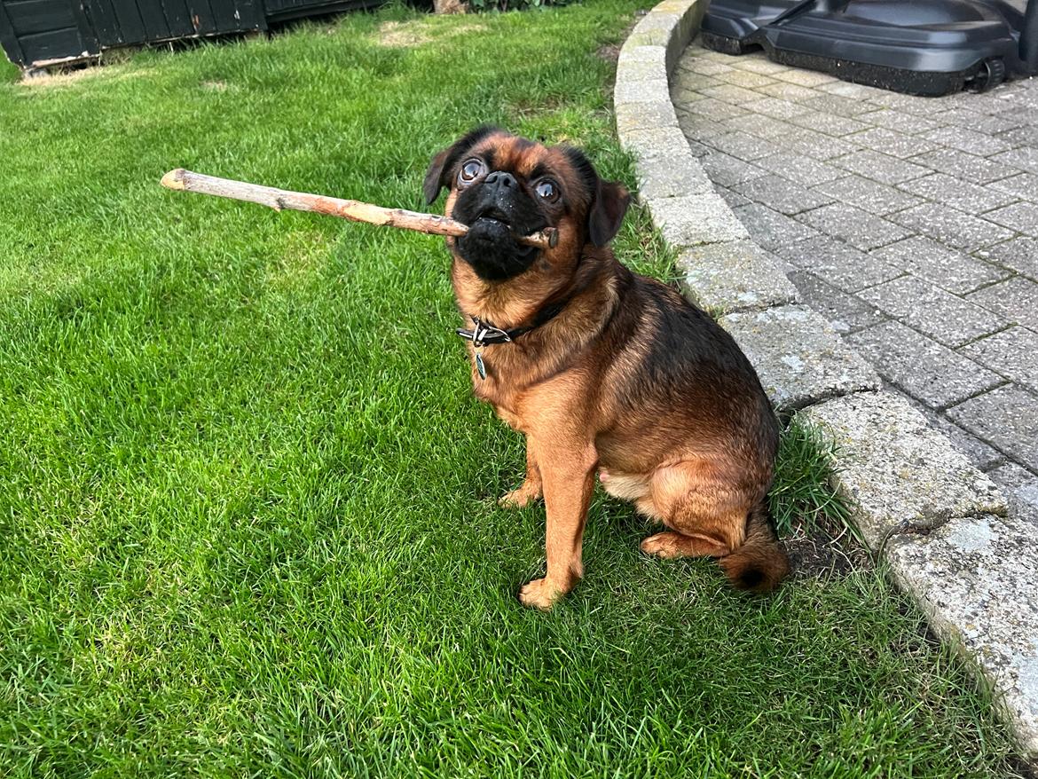 Griffon petit brabancon Dobby billede 7