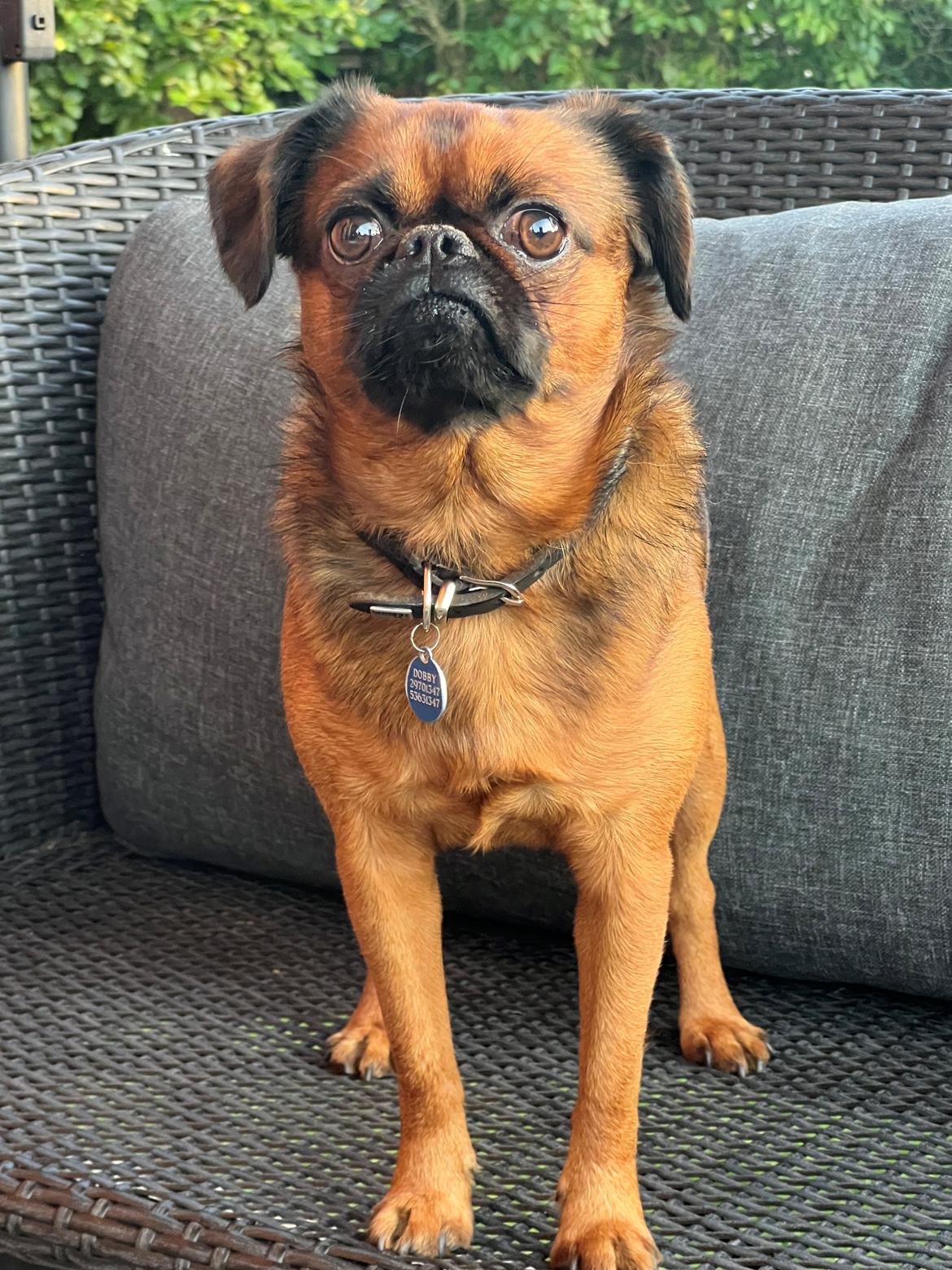 Griffon petit brabancon Dobby billede 8