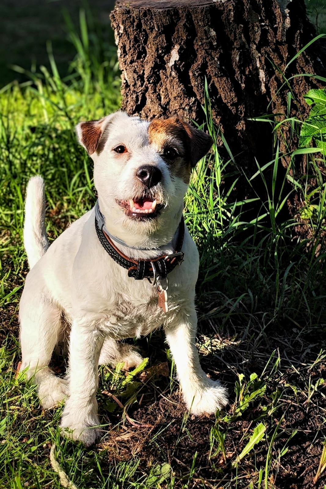 Jack russell terrier Daisy Blossom's GoldHeart/ Milo billede 2