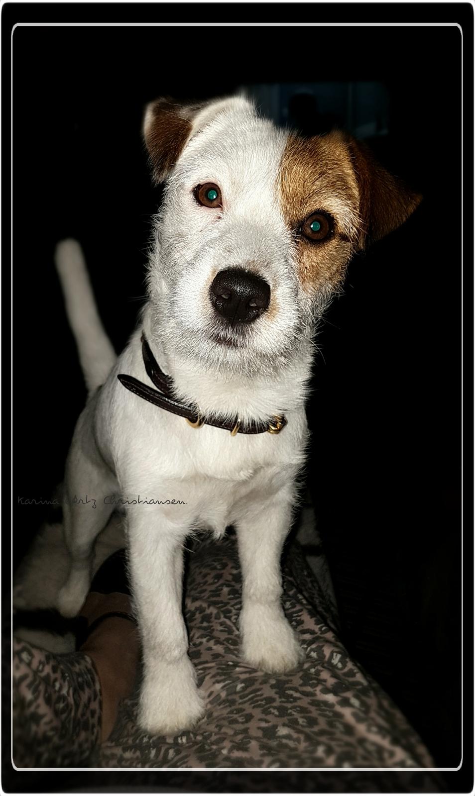 Jack russell terrier Daisy Blossom's GoldHeart/ Milo billede 9