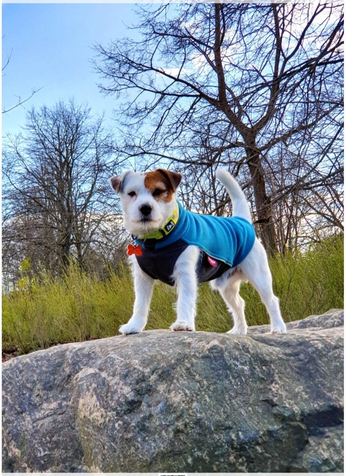 Jack russell terrier Daisy Blossom's GoldHeart/ Milo billede 10