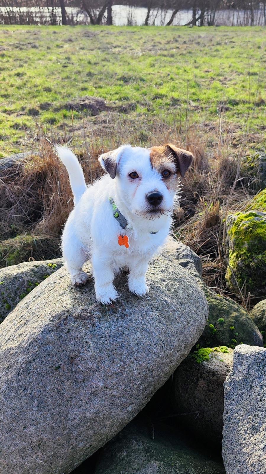 Jack russell terrier Daisy Blossom's GoldHeart/ Milo billede 4