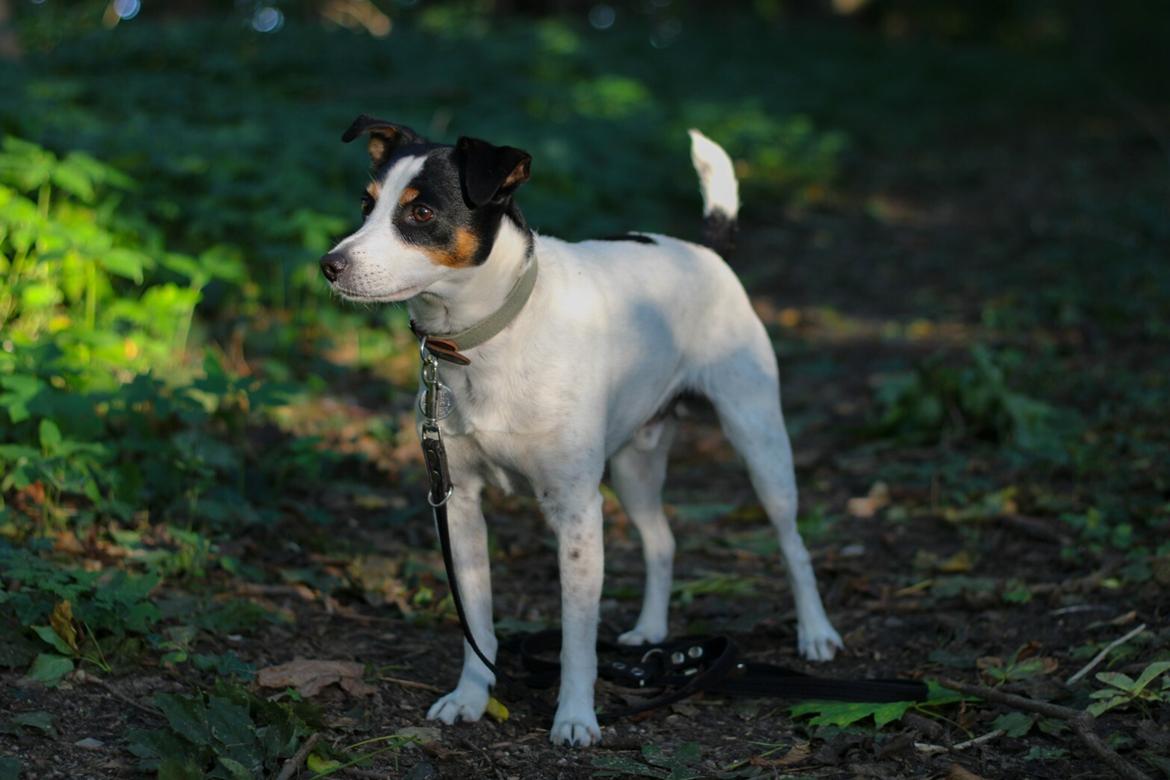 Dansk svensk gaardhund Norbert billede 22