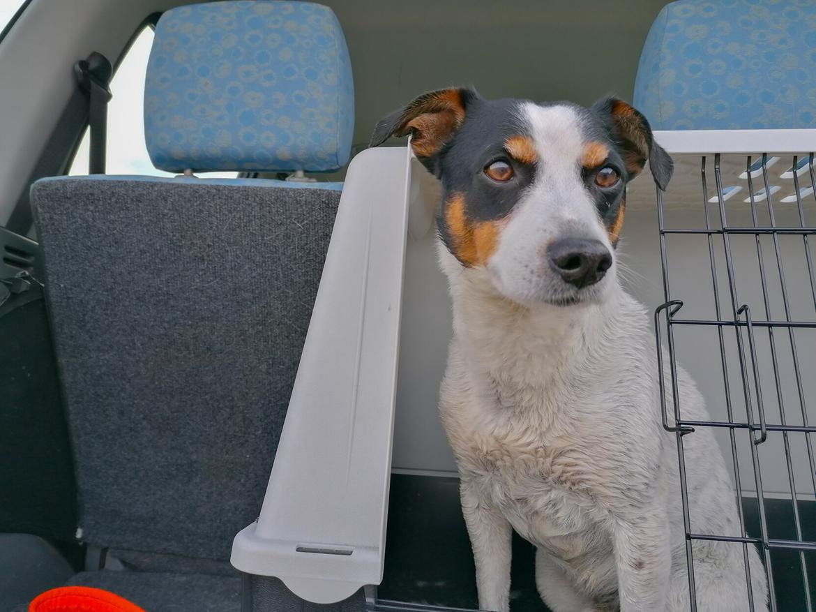 Dansk svensk gaardhund Norbert billede 21