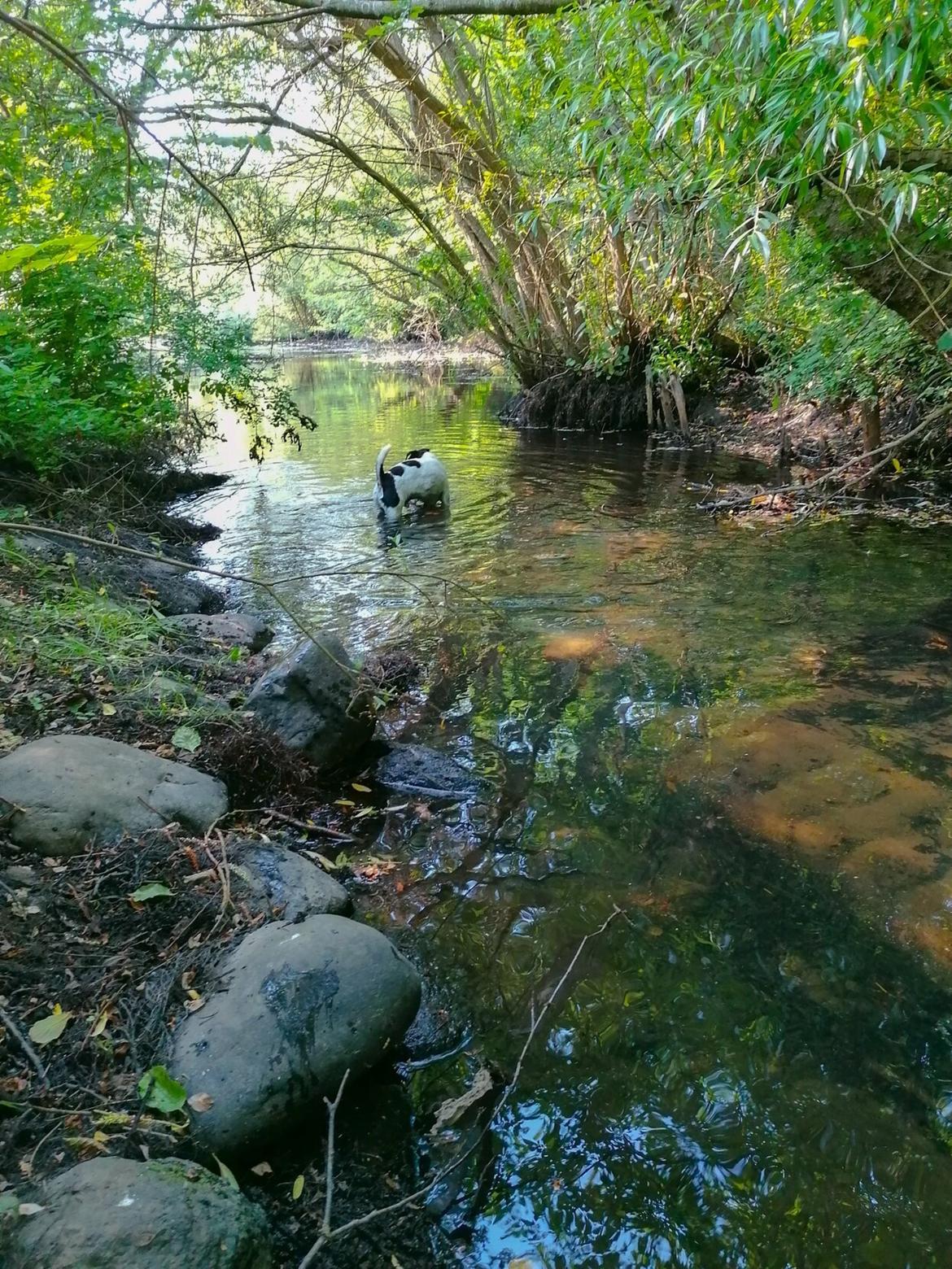 Dansk svensk gaardhund Norbert billede 25