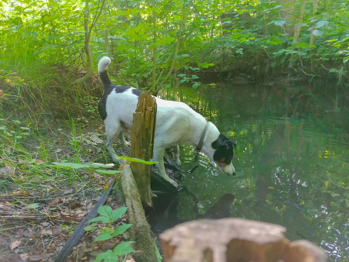 Dansk svensk gaardhund Norbert billede 27