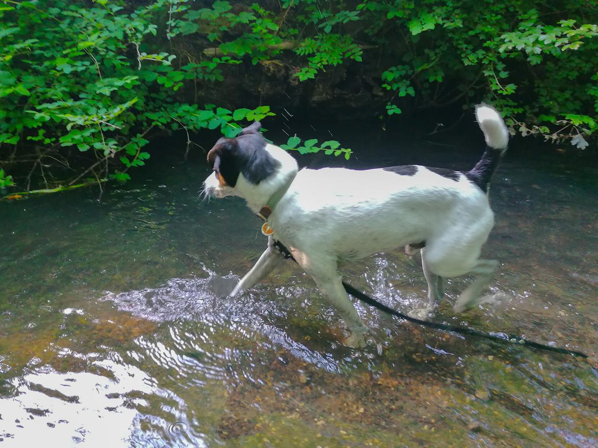 Dansk svensk gaardhund Norbert billede 26