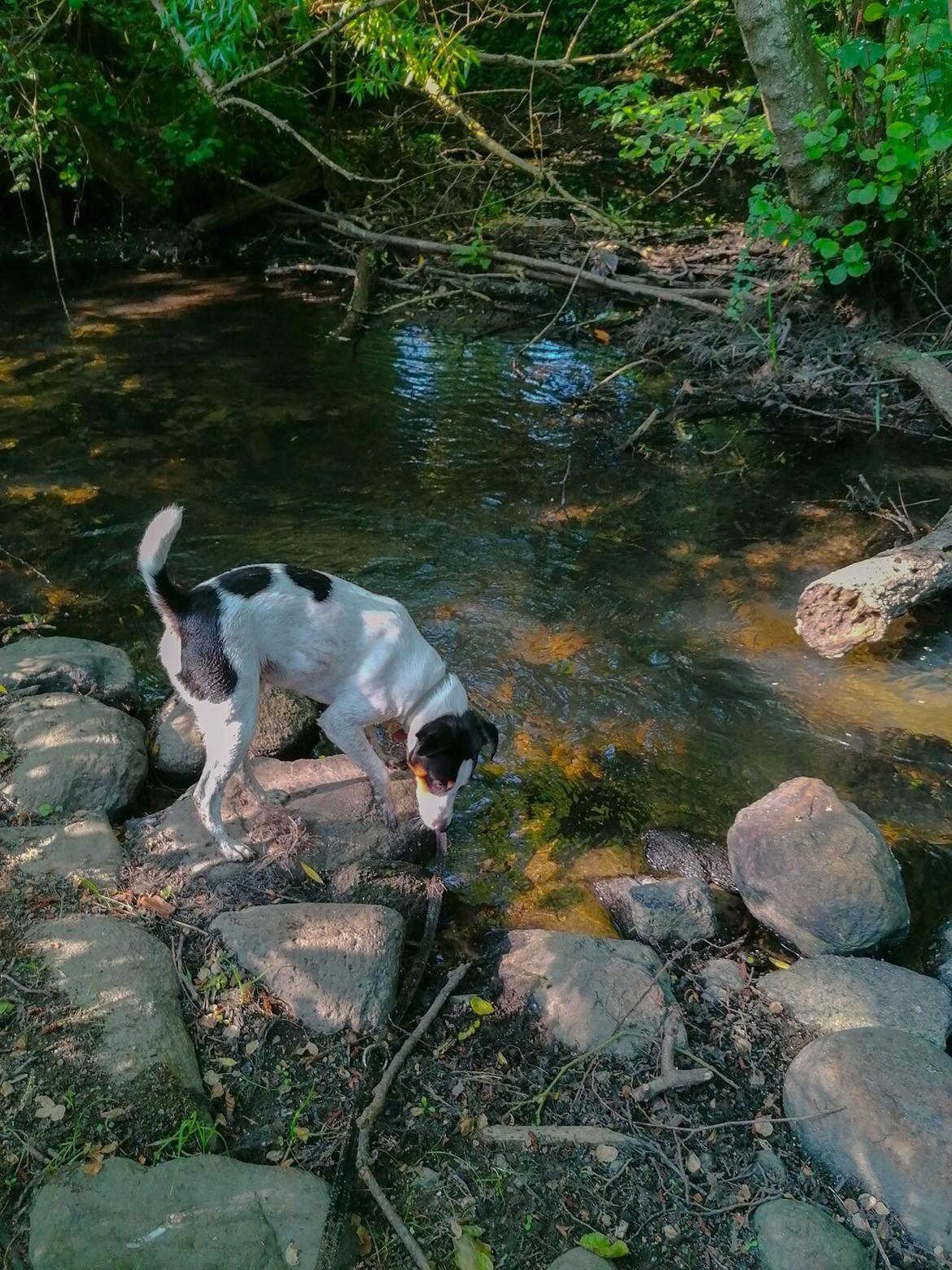 Dansk svensk gaardhund Norbert billede 24