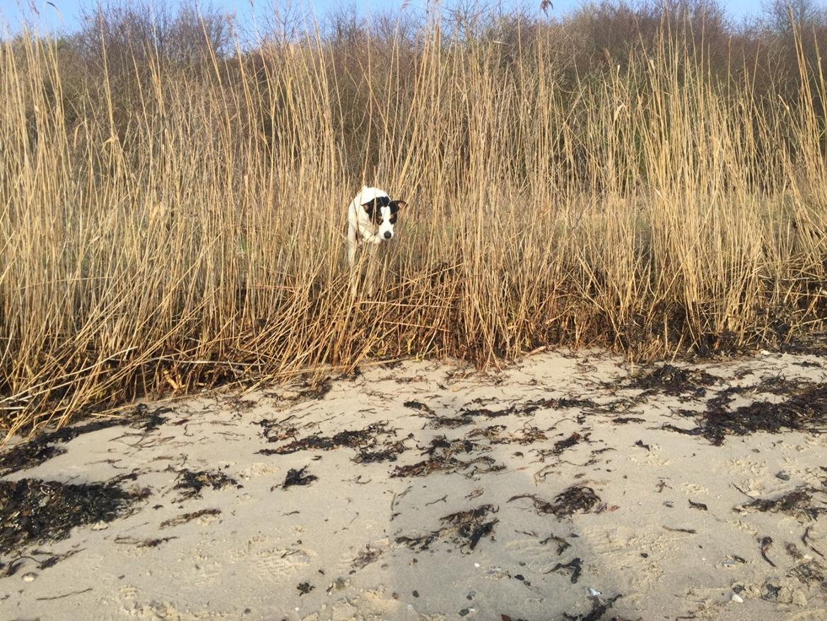 Dansk svensk gaardhund Norbert billede 29