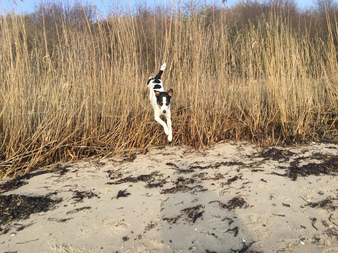 Dansk svensk gaardhund Norbert billede 30