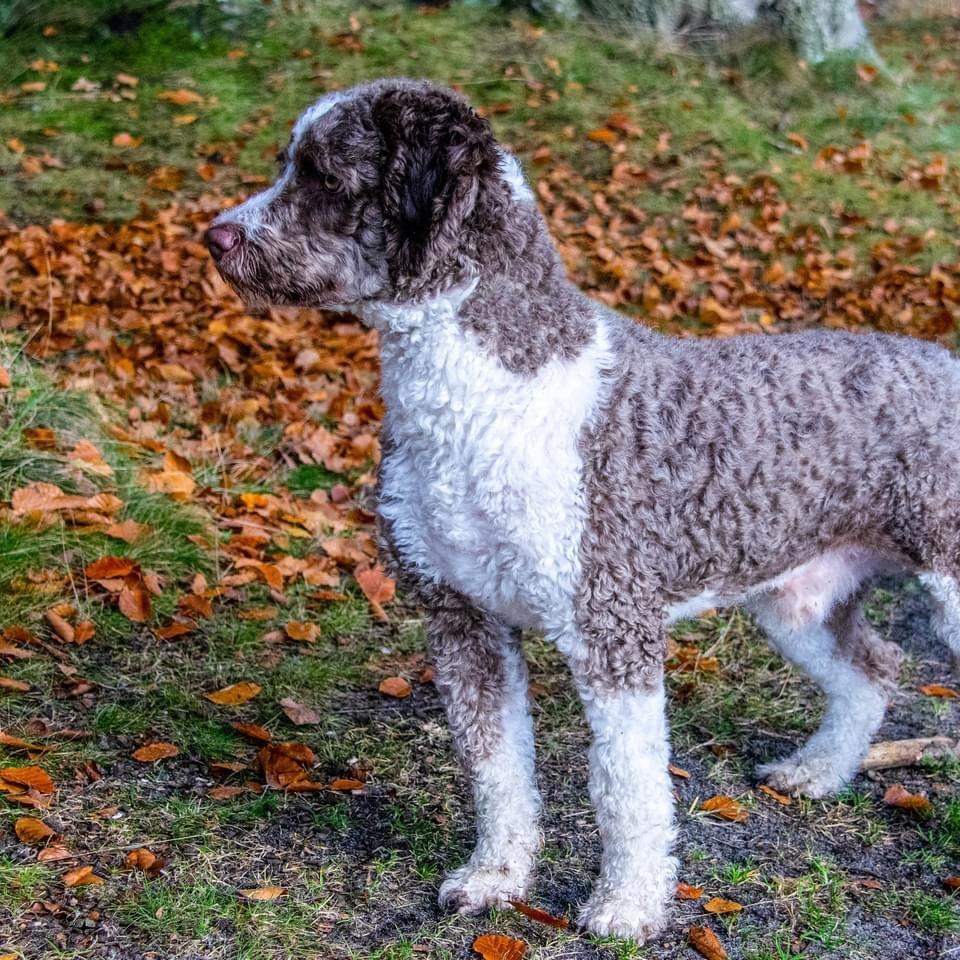 Spansk Vandhund Esmero Taurus aka Wally billede 5